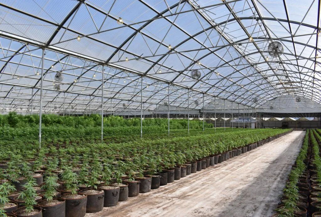 South Africa Cannabis Industry